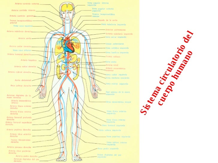 sistema circulatorio del cuerpo humano