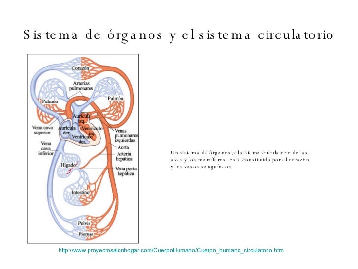 sistema circulatorio del cuerpo humano
