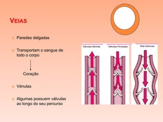 VEIAS

   Paredes delgadas


   Transportam o sangue de
    todo o corpo



       Coração


   Vénulas


   Algumas possuem válvulas
    ao longo do seu percurso
 
