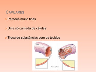 CAPILARES
   Paredes muito finas

   Uma só camada de células

   Troca de substâncias com os tecidos
 