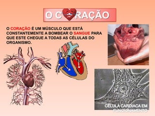 O C O RAÇÃO
O CORAÇÃO É UM MÚSCULO QUE ESTÁ
CONSTANTEMENTE A BOMBEAR O SANGUE PARA
QUE ESTE CHEGUE A TODAS AS CÉLULAS DO
ORGANISMO.
 