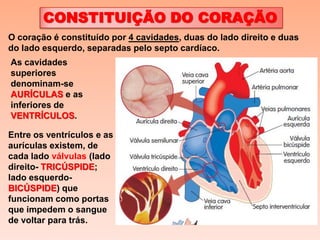 CONSTITUIÇÃO DO CORAÇÃO
O coração é constituído por 4 cavidades, duas do lado direito e duas
do lado esquerdo, separadas pelo septo cardíaco.
As cavidades
superiores
denominam-se
AURÍCULAS e as
inferiores de
VENTRÍCULOS.

Entre os ventrículos e as
aurículas existem, de
cada lado válvulas (lado
direito- TRICÚSPIDE;
lado esquerdo-
BICÚSPIDE) que
funcionam como portas
que impedem o sangue
de voltar para trás.
 