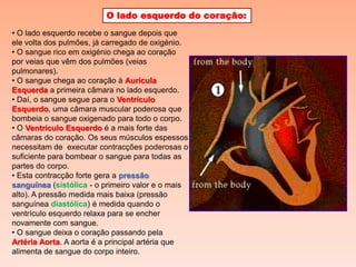 O lado esquerdo do coração:
• O lado esquerdo recebe o sangue depois que
ele volta dos pulmões, já carregado de oxigénio.
• O sangue rico em oxigénio chega ao coração
por veias que vêm dos pulmões (veias
pulmonares).
• O sangue chega ao coração à Aurícula
Esquerda a primeira câmara no lado esquerdo.
• Daí, o sangue segue para o Ventrículo
Esquerdo, uma câmara muscular poderosa que
bombeia o sangue oxigenado para todo o corpo.
• O Ventrículo Esquerdo é a mais forte das
câmaras do coração. Os seus músculos espessos
necessitam de executar contracções poderosas o
suficiente para bombear o sangue para todas as
partes do corpo.
• Esta contracção forte gera a pressão
sanguínea (sistólica - o primeiro valor e o mais
alto). A pressão medida mais baixa (pressão
sanguínea diastólica) é medida quando o
ventrículo esquerdo relaxa para se encher
novamente com sangue.
• O sangue deixa o coração passando pela
Artéria Aorta. A aorta é a principal artéria que
alimenta de sangue do corpo inteiro.
 