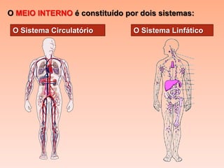 O MEIO INTERNO é constituído por dois sistemas:

 O Sistema Circulatório        O Sistema Linfático
 