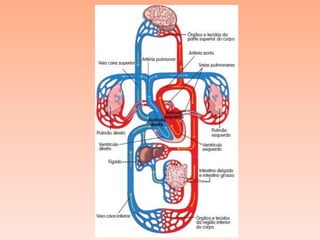 Sistema circulatorio