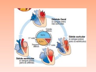 Sistema circulatorio