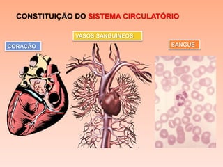 CONSTITUIÇÃO DO SISTEMA CIRCULATÓRIO

               VASOS SANGUÍNEOS
CORAÇÃO                             SANGUE
 