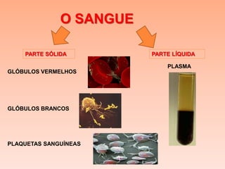 O SANGUE

    PARTE SÓLIDA         PARTE LÍQUIDA

                             PLASMA
GLÓBULOS VERMELHOS




GLÓBULOS BRANCOS




PLAQUETAS SANGUÍNEAS
 