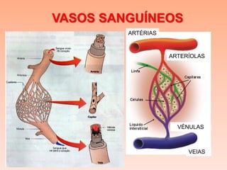 VASOS SANGUÍNEOS
         ARTÉRIAS



                    ARTERÍOLAS




                      VÉNULAS



                         VEIAS
 