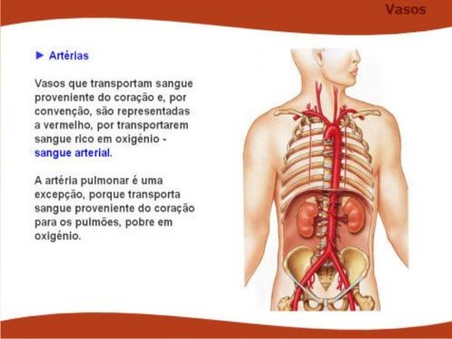 Duas Circulações No Corpo | No processo de impulsionamento do sangue ...