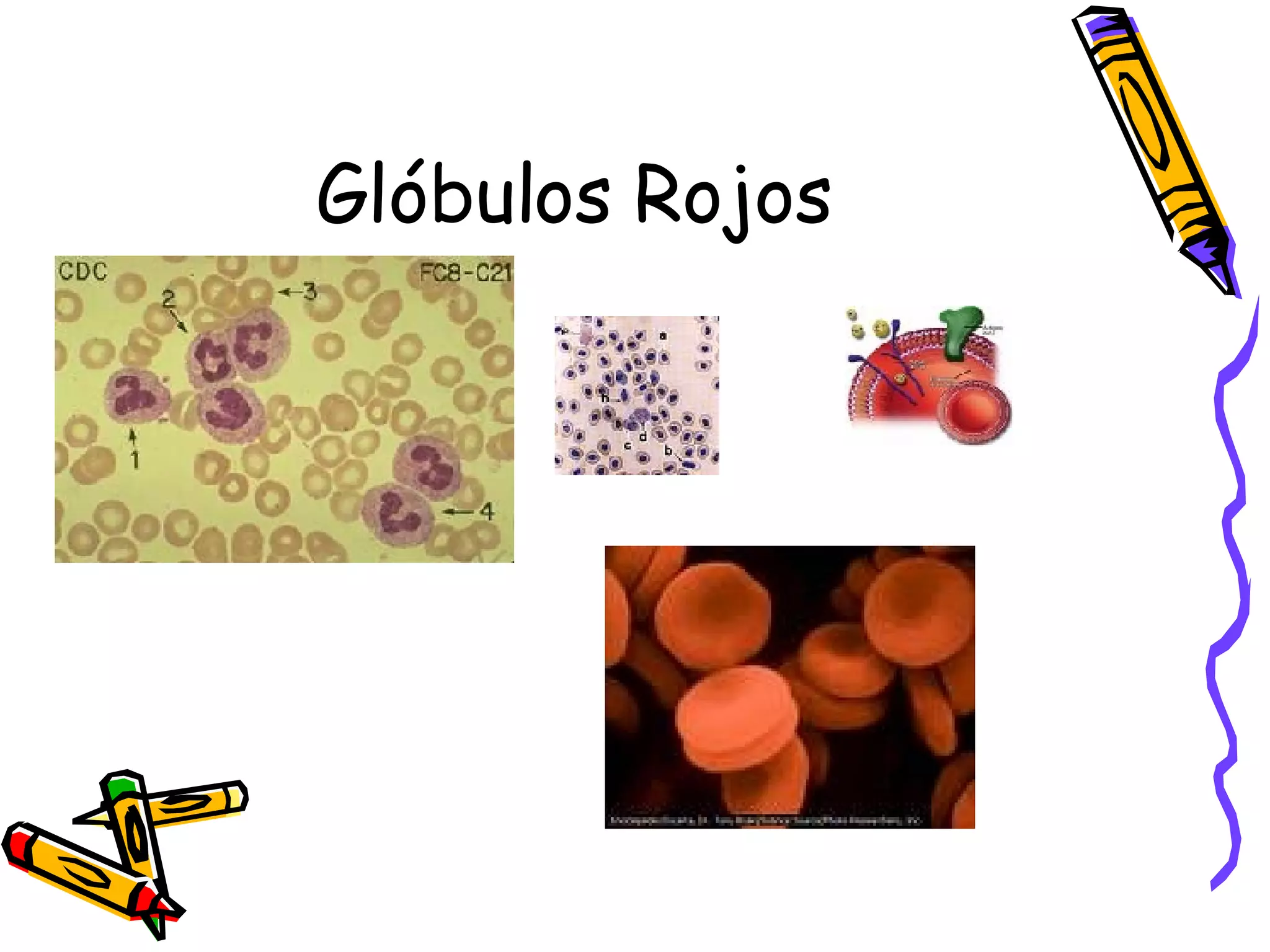 Glóbulos Rojos 