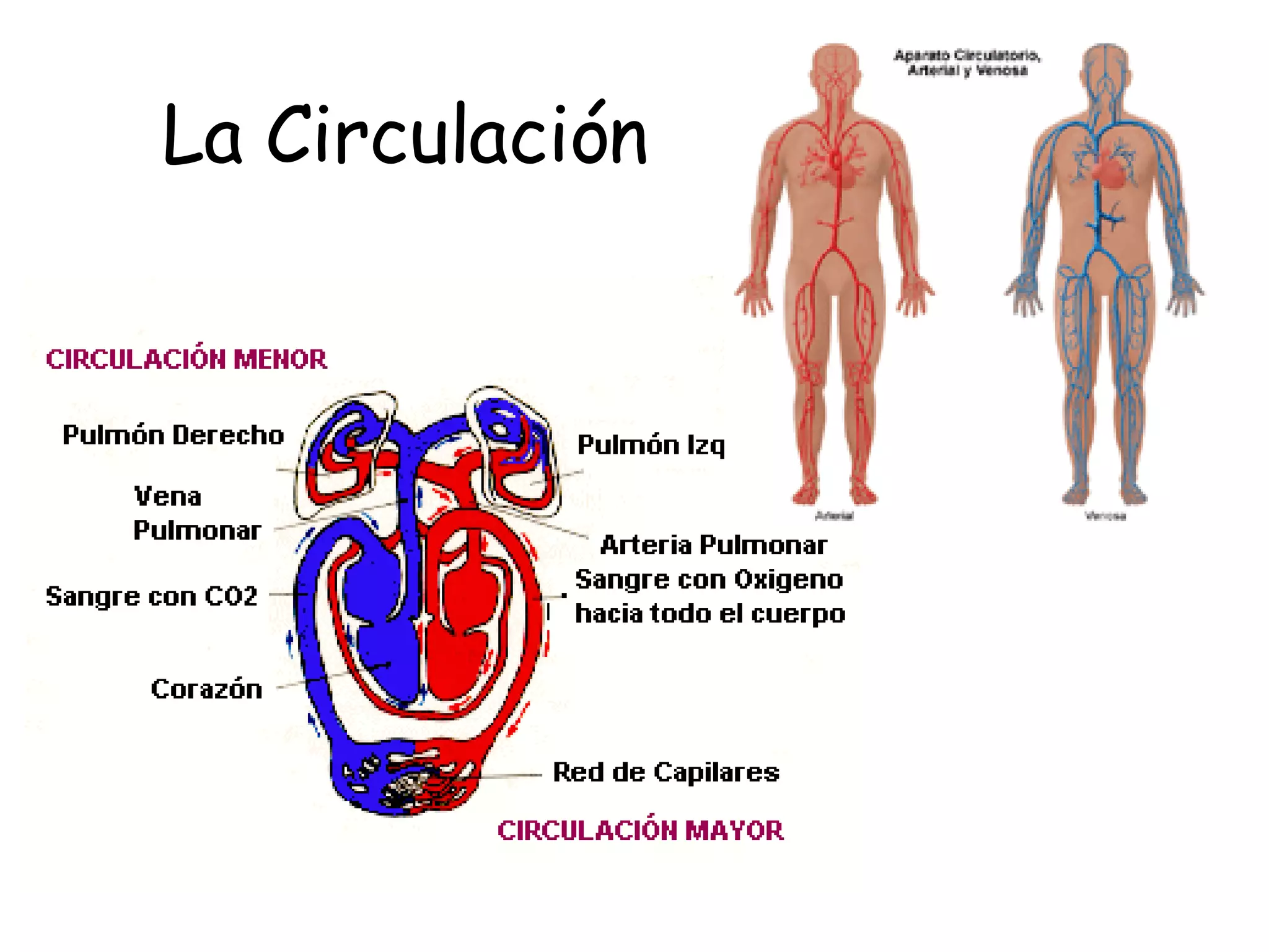 La Circulación 