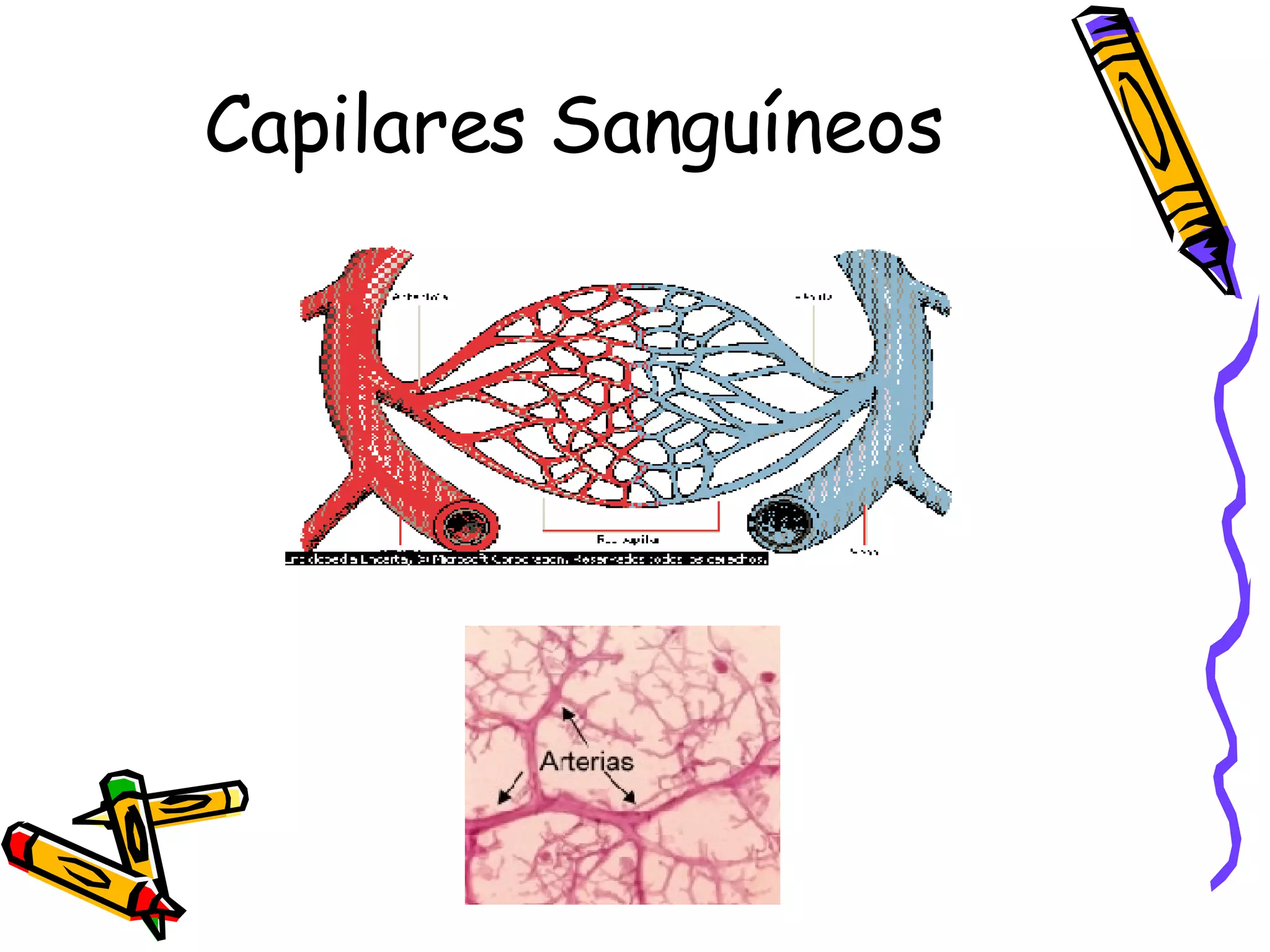 Capilares Sanguíneos 