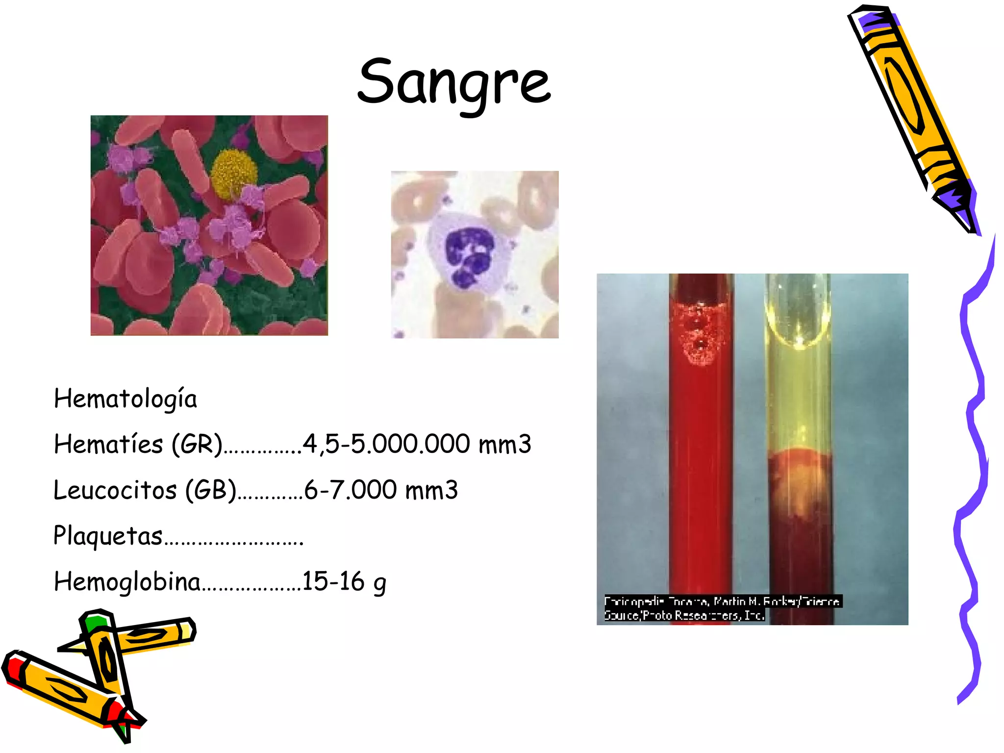 Sangre Hematología Hematíes (GR)…………..4,5-5.000.000 mm3 Leucocitos (GB)…………6-7.000 mm3 Plaquetas……………………. Hemoglobina………………15-16 g 