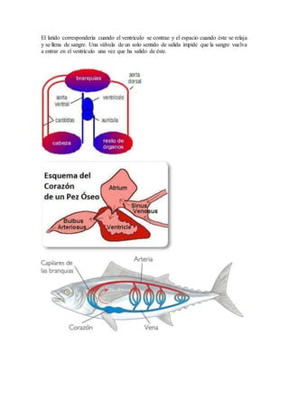 El latido correspondería cuando el ventrículo se contrae y el espacio cuando éste se relaja
y se llena de sangre. Una válvula de un solo sentido de salida impide que la sangre vuelva
a entrar en el ventrículo una vez que ha salido de éste.
 