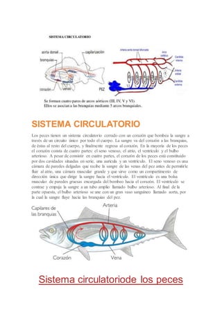 SISTEMA CIRCULATORIO
Los peces tienen un sistema circulatorio cerrado con un corazón que bombea la sangre a
través de un circuito único por todo el cuerpo. La sangre va del corazón a las branquias,
de éstas al resto del cuerpo, y finalmente regresa al corazón. En la mayoría de los peces
el corazón consta de cuatro partes: el seno venoso, el atrio, el ventrículo y el bulbo
arterioso. A pesar de consistir en cuatro partes, el corazón de los peces está constituido
por dos cavidades situadas en serie, una aurícula y un ventrículo. El seno venoso es una
cámara de paredes delgadas que recibe la sangre de las venas del pez antes de permitirle
fluir al atrio, una cámara muscular grande y que sirve como un compartimento de
dirección única que dirige la sangre hacia el ventrículo. El ventrículo es una bolsa
muscular de paredes gruesas encargada del bombeo hacia el corazón. El ventrículo se
contrae y empuja la sangre a un tubo amplio llamado bulbo arterioso. Al final de la
parte opuesta, el bulbo arterioso se une con un gran vaso sanguíneo llamado aorta, por
la cual la sangre fluye hacia las branquias del pez.
Sistema circulatoriode los peces
 