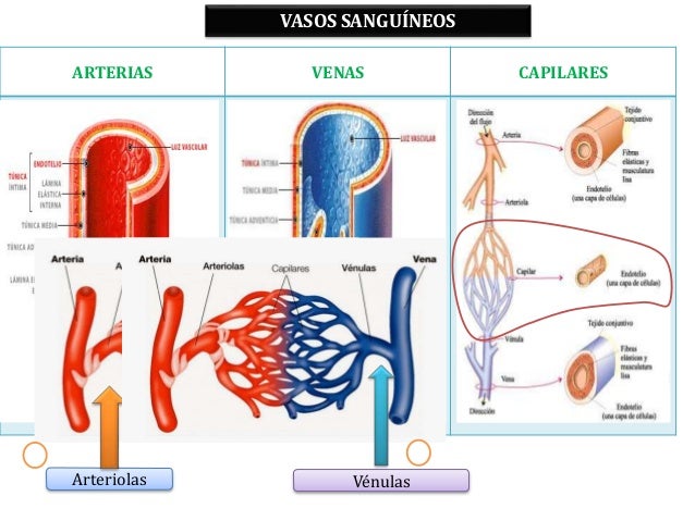 Arterias Arteriolas Capilares Vénulas Y Venas