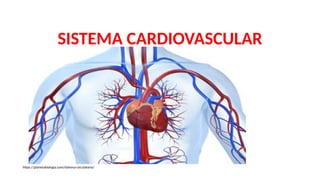SISTEMA CARDIOVASCULAR
https://planetabiologia.com/sistema-circulatorio/
 