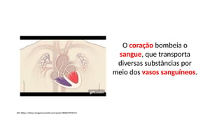 O coração bombeia o
sangue, que transporta
diversas substâncias por
meio dos vasos sanguíneos.
Gif: https://belas-imagens.tumblr.com/post/180067993573
 