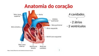 Anatomia do coração
https://www.infoescola.com/anatomia-humana/coracao/
4 cavidades
- 2 átrios
- 2 ventrículos
 