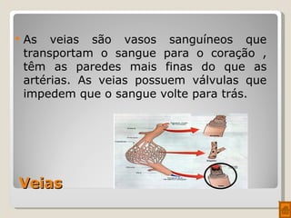 Veias As veias são vasos sanguíneos que transportam o sangue para o coração , têm as paredes mais finas do que as artérias. As veias possuem válvulas que impedem que o sangue volte para trás. 