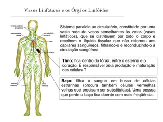 Vasos Linfáticos e os Órgãos Linfóides   Sistema paralelo ao circulatório, constituído por uma vasta rede de vasos semelhantes às veias (vasos linfáticos), que se distribuem por todo o corpo e recolhem o líquido tissular que não retornou aos capilares sangüíneos, filtrando-o e reconduzindo-o à circulação sangüínea.  Timo:  fica dentro do tórax, entre o esterno e o coração. É responsável pela produção e maturação das células T.  Baço:  filtra o sangue em busca de células estranhas (procura também células vermelhas velhas que precisam ser substituídas). Uma pessoa que perde o baço fica doente com mais freqüência.  