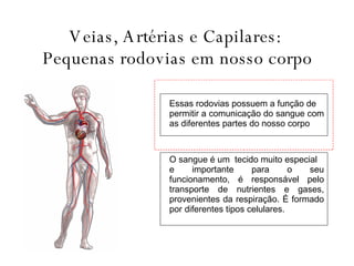 Veias, Artérias e Capilares:  Pequenas rodovias em nosso corpo Essas rodovias possuem a função de permitir a comunicação do sangue com as diferentes partes do nosso corpo  O sangue é um  tecido muito especial  e importante para o seu funcionamento, é responsável pelo transporte de nutrientes e gases, provenientes da respiração. É formado por diferentes tipos celulares. 