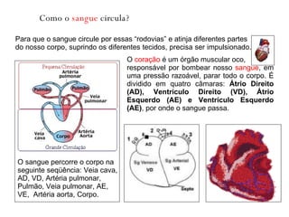 Para que o sangue circule por essas “rodovias” e atinja diferentes partes do nosso corpo, suprindo os diferentes tecidos, precisa ser impulsionado.  Como o  sangue  circula? O  coração  é um órgão muscular oco, responsável por bombear nosso  sangue , em uma pressão razoável, parar todo o corpo. É dividido em quatro câmaras:  Átrio Direito (AD), Ventrículo Direito (VD), Átrio Esquerdo (AE) e Ventrículo Esquerdo (AE) , por onde o sangue passa.  O sangue percorre o corpo na  seguinte seqüência: Veia cava, AD, VD, Artéria pulmonar, Pulmão, Veia pulmonar, AE, VE,  Artéria aorta, Corpo.  