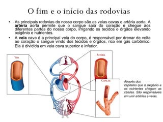 O fim e o início das rodovias   As principais rodovias do nosso corpo são as veias cavas e artéria aorta. A  artéria   aorta permite que o sangue saia do coração e chegue aos diferentes partes do nosso corpo, irrigando os tecidos e órgãos elevando oxigênio e nutrientes.  A  veia  cava é a principal veia do corpo, é responsável por drenar de volta ao coração o sangue vindo dos tecidos e órgãos, rico em gás carbônico. Ela é dividida em veia cava superior e inferior.  Através dos capilares que o oxigênio e os nutrientes chegam as células. São responsáveis em unir artérias e veias.   