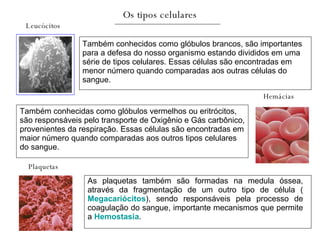 Hemácias Leucócitos Plaquetas Os tipos celulares Também conhecidas como glóbulos vermelhos ou eritrócitos,  são responsáveis pelo transporte de Oxigênio e Gás carbônico, provenientes da respiração. Essas células são encontradas em  maior número quando comparadas aos outros tipos celulares  do sangue.  Também conhecidos como glóbulos brancos, são importantes  para a defesa do nosso organismo estando divididos em uma  série de tipos celulares. Essas células são encontradas em  menor número quando comparadas aos outras células do  sangue.  As plaquetas também são formadas na medula óssea, através da fragmentação de um outro tipo de célula ( Megacariócitos ), sendo responsáveis pela processo de coagulação do sangue, importante mecanismos que permite a  Hemostasia .  