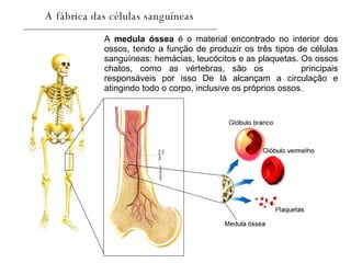 A fábrica das células sanguíneas A  medula óssea  é o material encontrado no interior dos ossos, tendo a função de produzir os três tipos de células sanguíneas: hemácias, leucócitos e as plaquetas. Os ossos chatos, como as vértebras, são os  principais responsáveis por isso De lá alcançam a circulação e atingindo todo o corpo, inclusive os próprios ossos.  