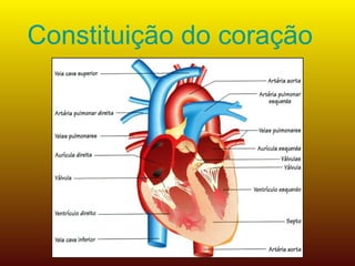 Constituição do coração 