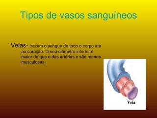 Tipos de vasos sanguíneos Veias-   trazem o sangue de todo o corpo ate ao coração. O seu diâmetro interior é maior do que o das artérias e são menos musculosas.  