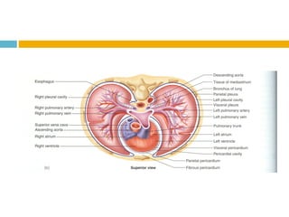 Sistema CirculatóRio (Sangue E Anatomia Do CoraçãO)