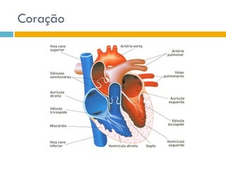 Sistema CirculatóRio (Sangue E Anatomia Do CoraçãO)