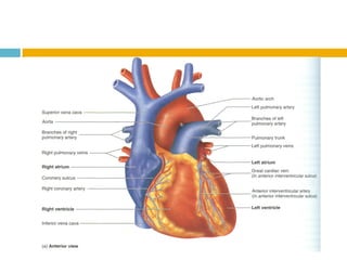 Sistema CirculatóRio (Sangue E Anatomia Do CoraçãO)