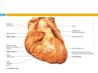Sistema CirculatóRio (Sangue E Anatomia Do CoraçãO)