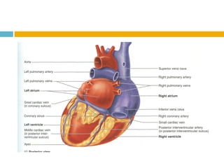 Sistema CirculatóRio (Sangue E Anatomia Do CoraçãO)