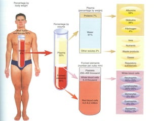 Sistema CirculatóRio (Sangue E Anatomia Do CoraçãO)