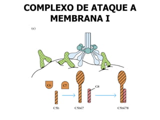 COMPLEXO DE ATAQUE A MEMBRANA I