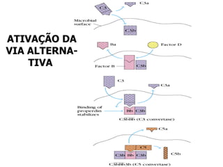 ATIVAÇÃO DA VIA ALTERNA- TIVA
