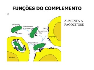 FUNÇÕES DO COMPLEMENTO AUMENTA A FAGOCITOSE