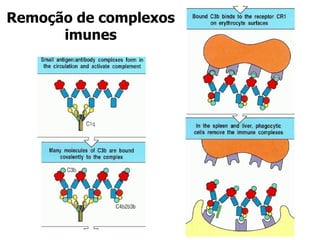 Remoção de complexos imunes