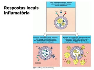 Respostas locais inflamatória