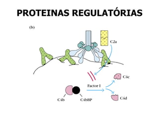 PROTEINAS REGULATÓRIAS