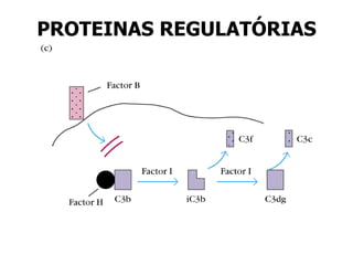 PROTEINAS REGULATÓRIAS