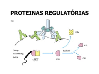PROTEINAS REGULATÓRIAS