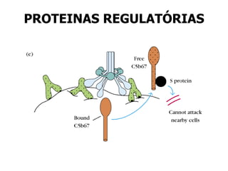 PROTEINAS REGULATÓRIAS