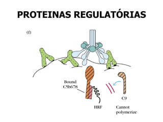 PROTEINAS REGULATÓRIAS