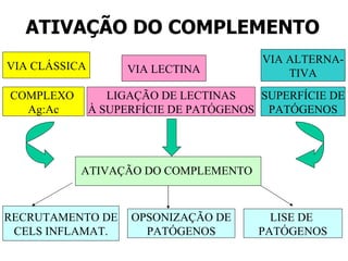 ATIVAÇÃO DO COMPLEMENTO VIA CLÁSSICA COMPLEXO Ag:Ac VIA LECTINA LIGAÇÃO DE LECTINAS À SUPERFÍCIE DE PATÓGENOS VIA ALTERNA- TIVA SUPERFÍCIE DE PATÓGENOS ATIVAÇÃO DO COMPLEMENTO RECRUTAMENTO DE CELS INFLAMAT. OPSONIZAÇÃO DE PATÓGENOS LISE DE PATÓGENOS